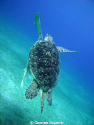 abu dabab turtle by Georges Boudron 